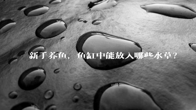 新手养鱼，鱼缸中能放入哪些水草？