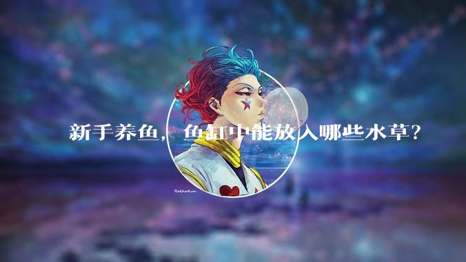 新手养鱼，鱼缸中能放入哪些水草？